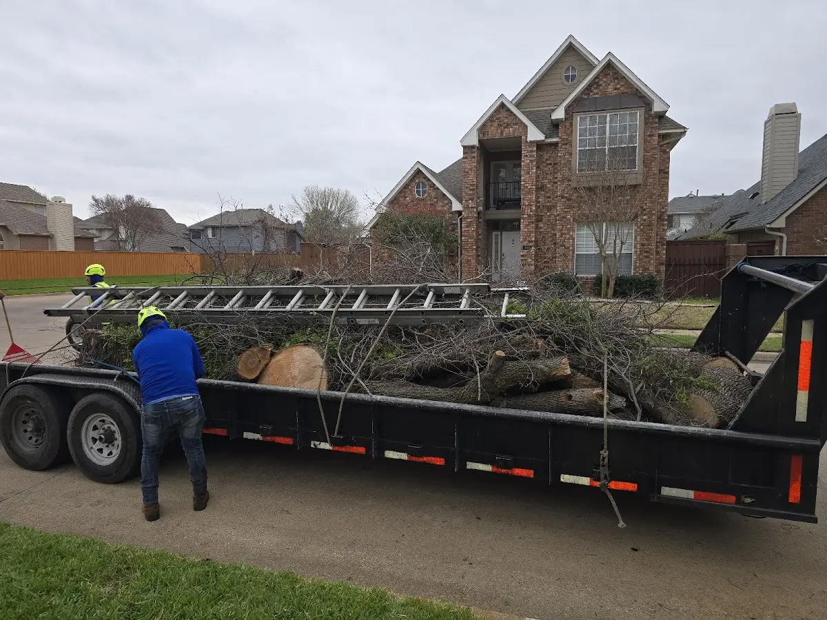 Expert Tree Pest Control with proper safety equipment in Parkdale